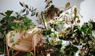 Indoor Jungle