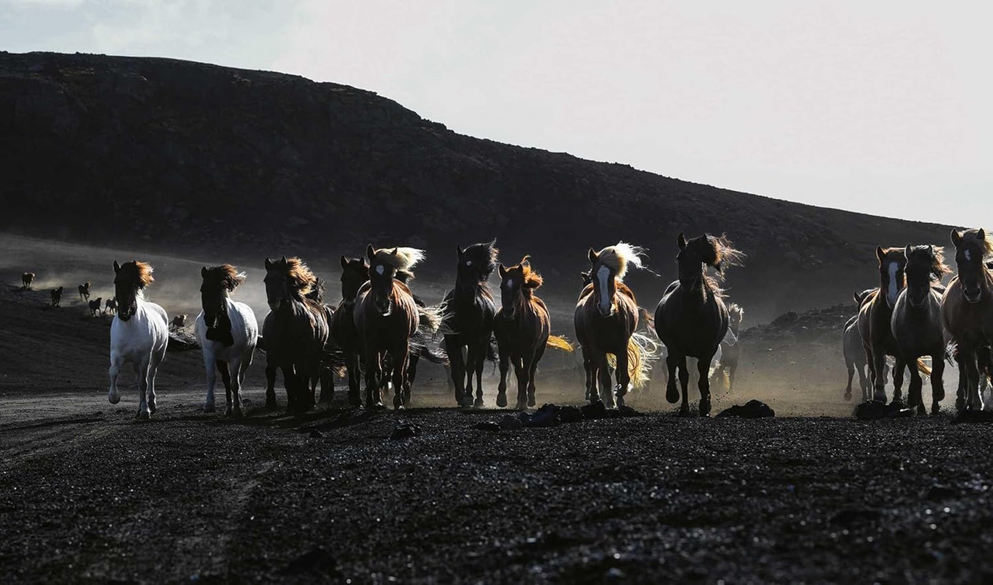 In the Land of Fire and Ice: Horses of Iceland
