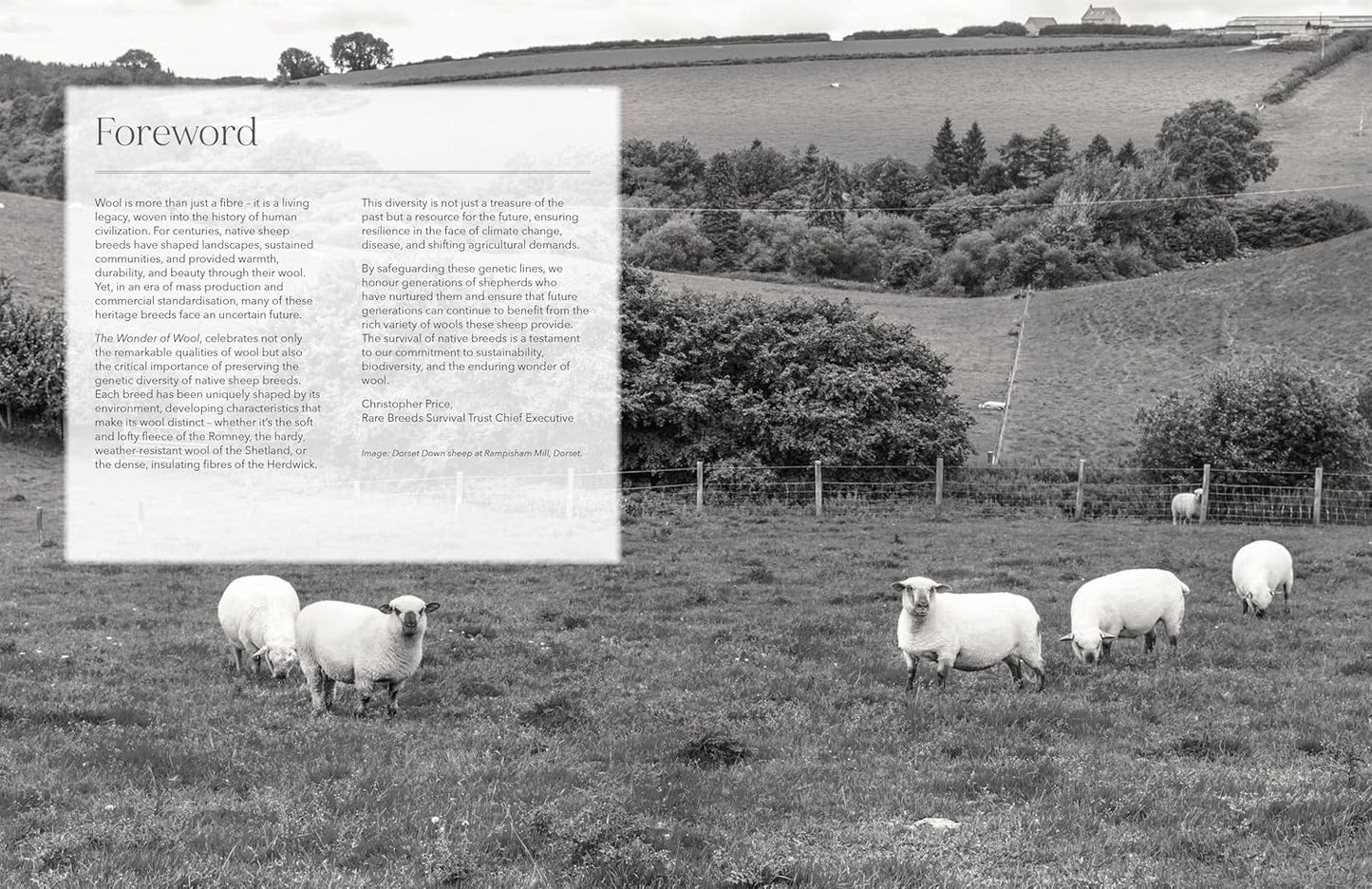 The Wonder of Wool
