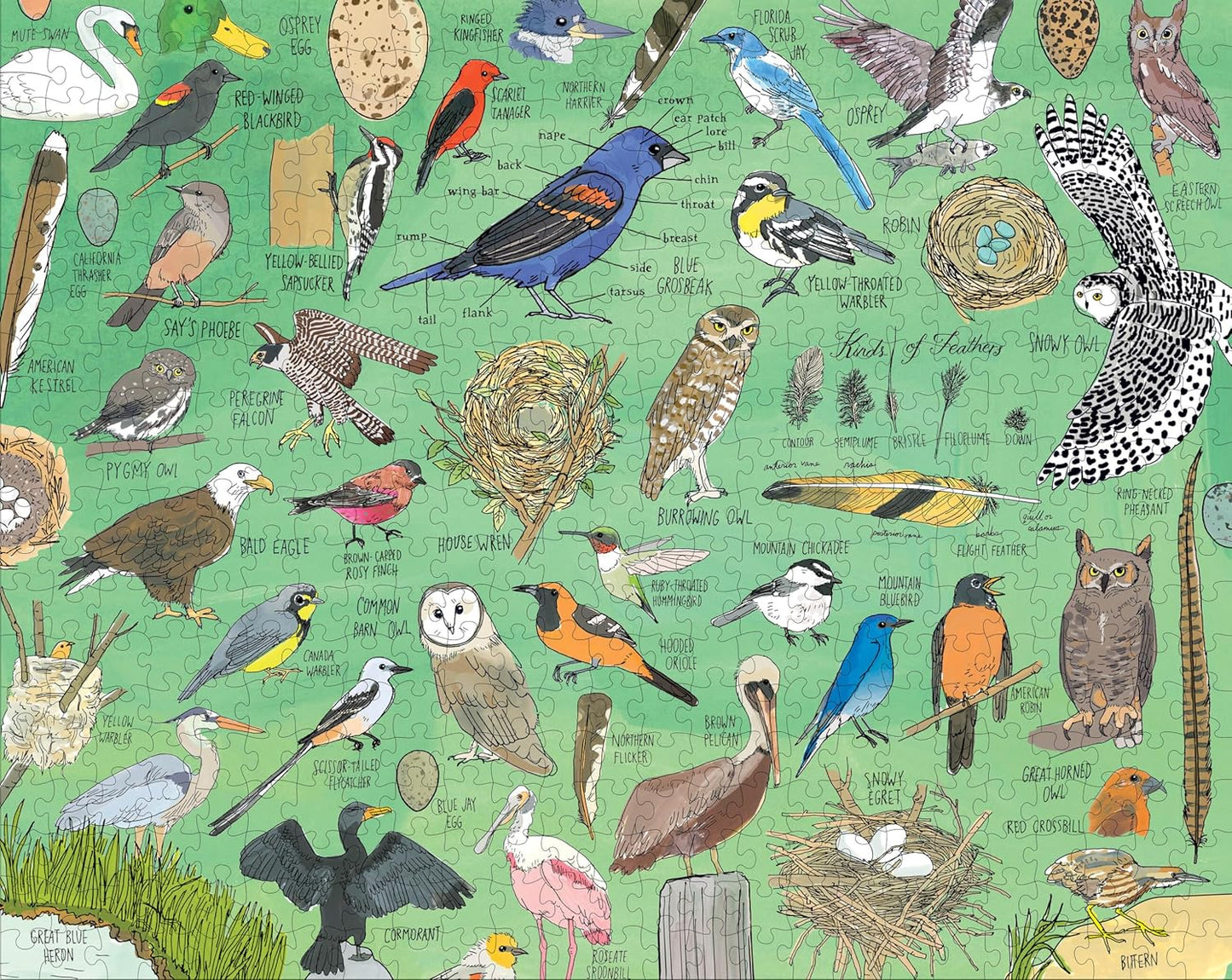 Nature Anatomy - Birds 500 Pieces Puzzle