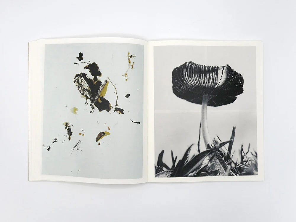 Fruiting Bodies