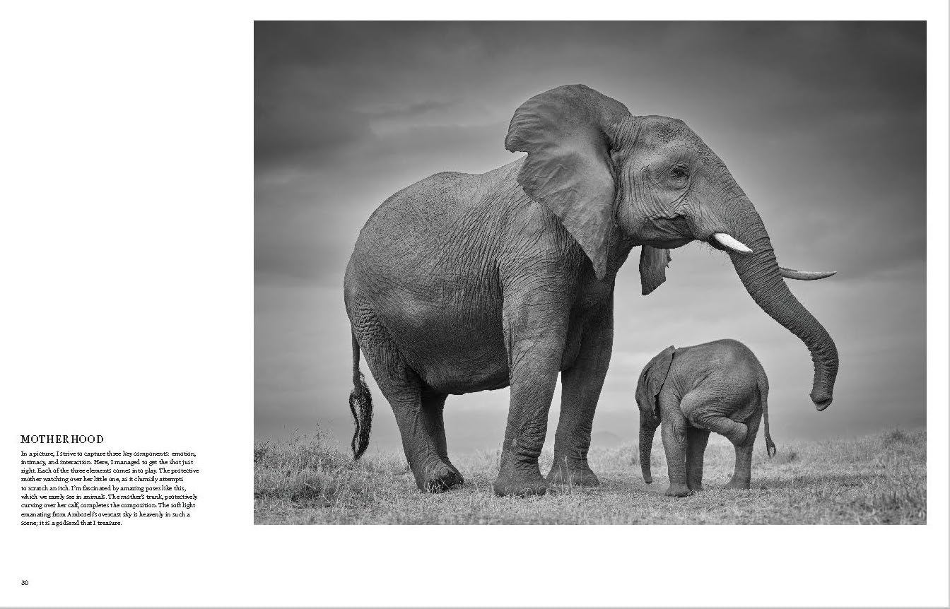 True Wildlife