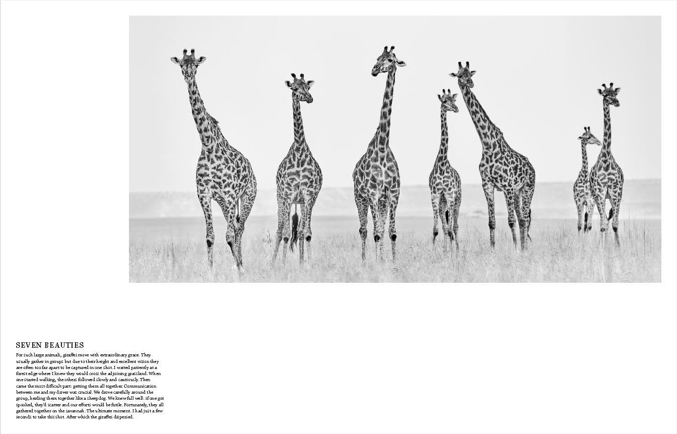 True Wildlife