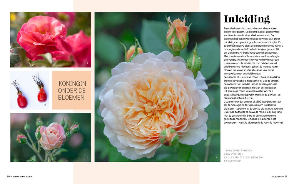The Joy of Roses