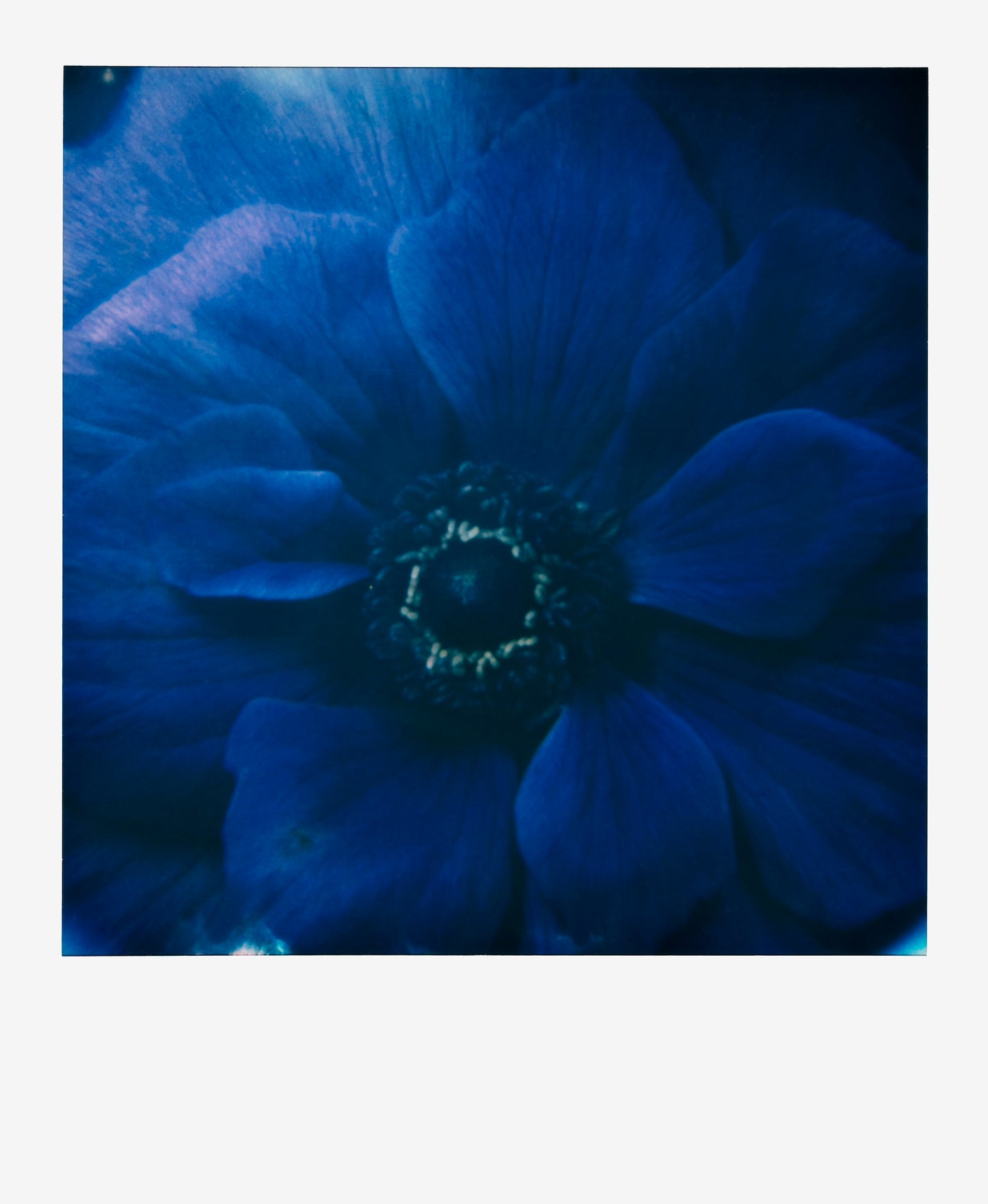 Francois Halard: Art & Flowers