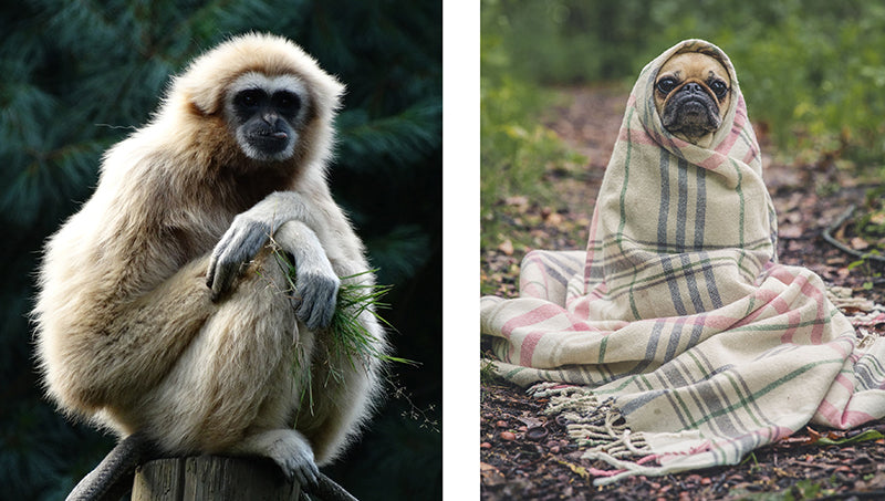This Book Is Literally Just Pictures of Cute Animals That Will Make You Feel Better