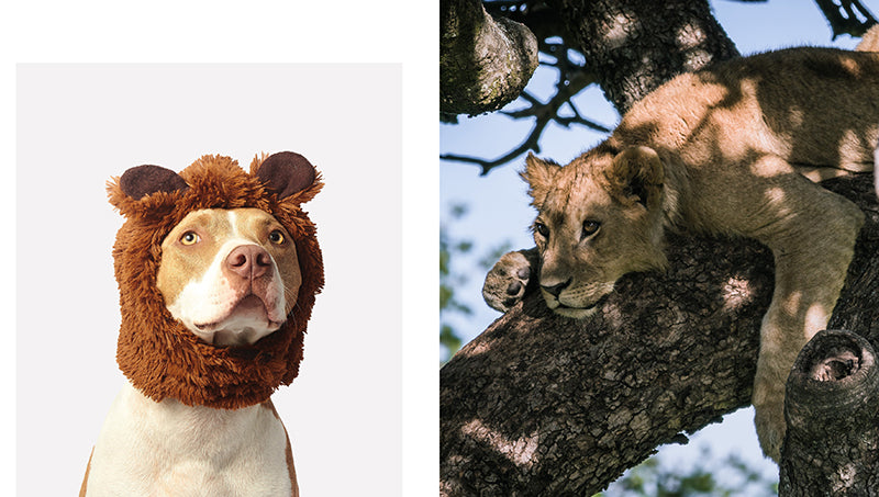 This Book Is Literally Just Pictures of Cute Animals That Will Make You Feel Better