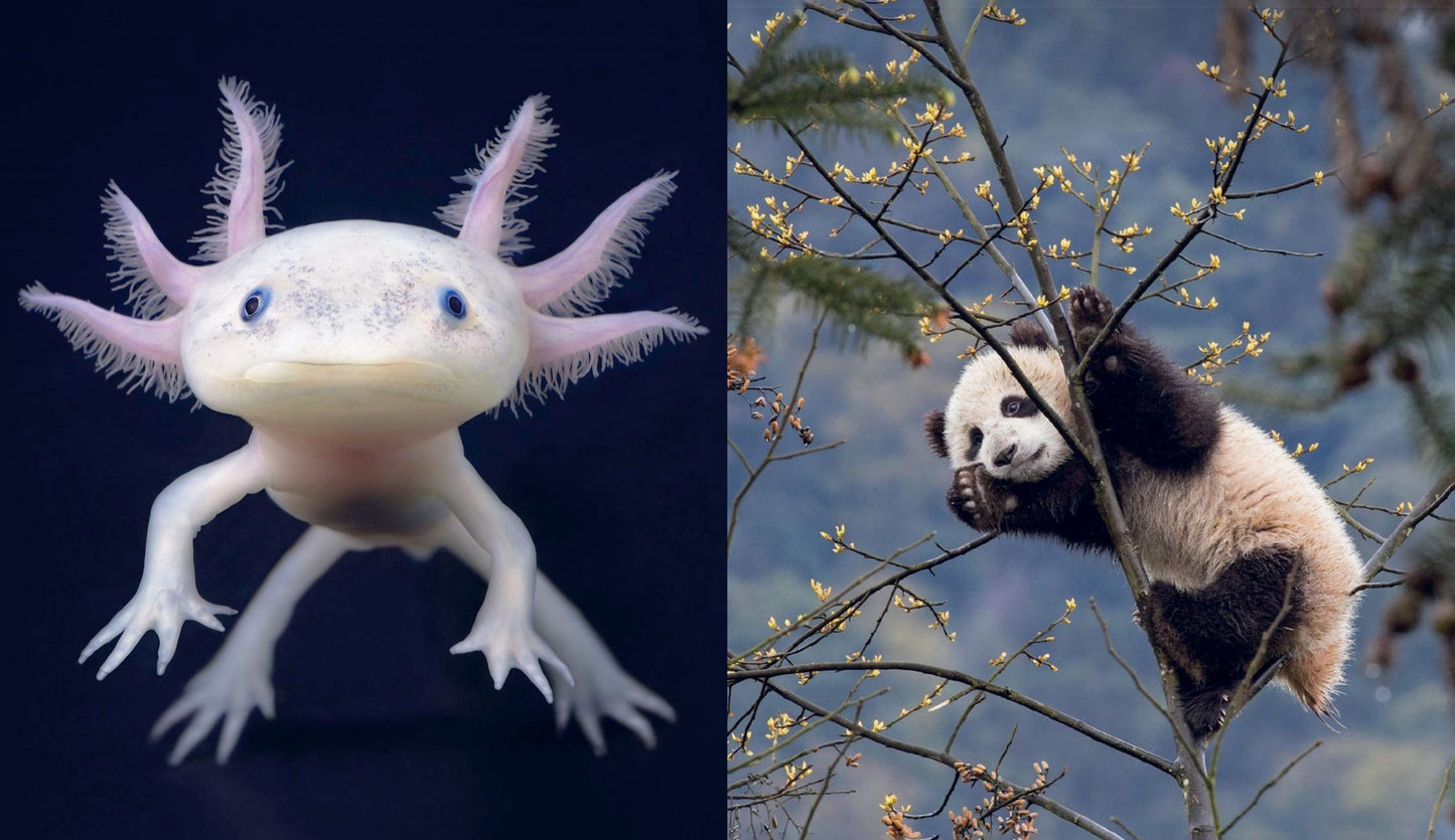 This Book is Literally Just Pictures of Tiny Animals That Will Make You Smile
