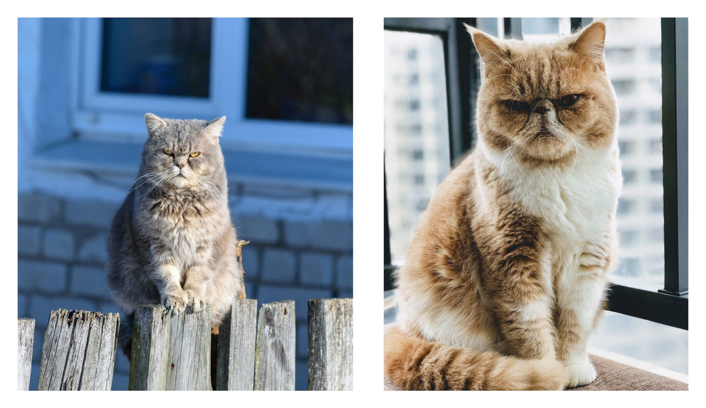 This Book is Literally Just Pictures of Cute Cats Who Are Plotting to Kill You