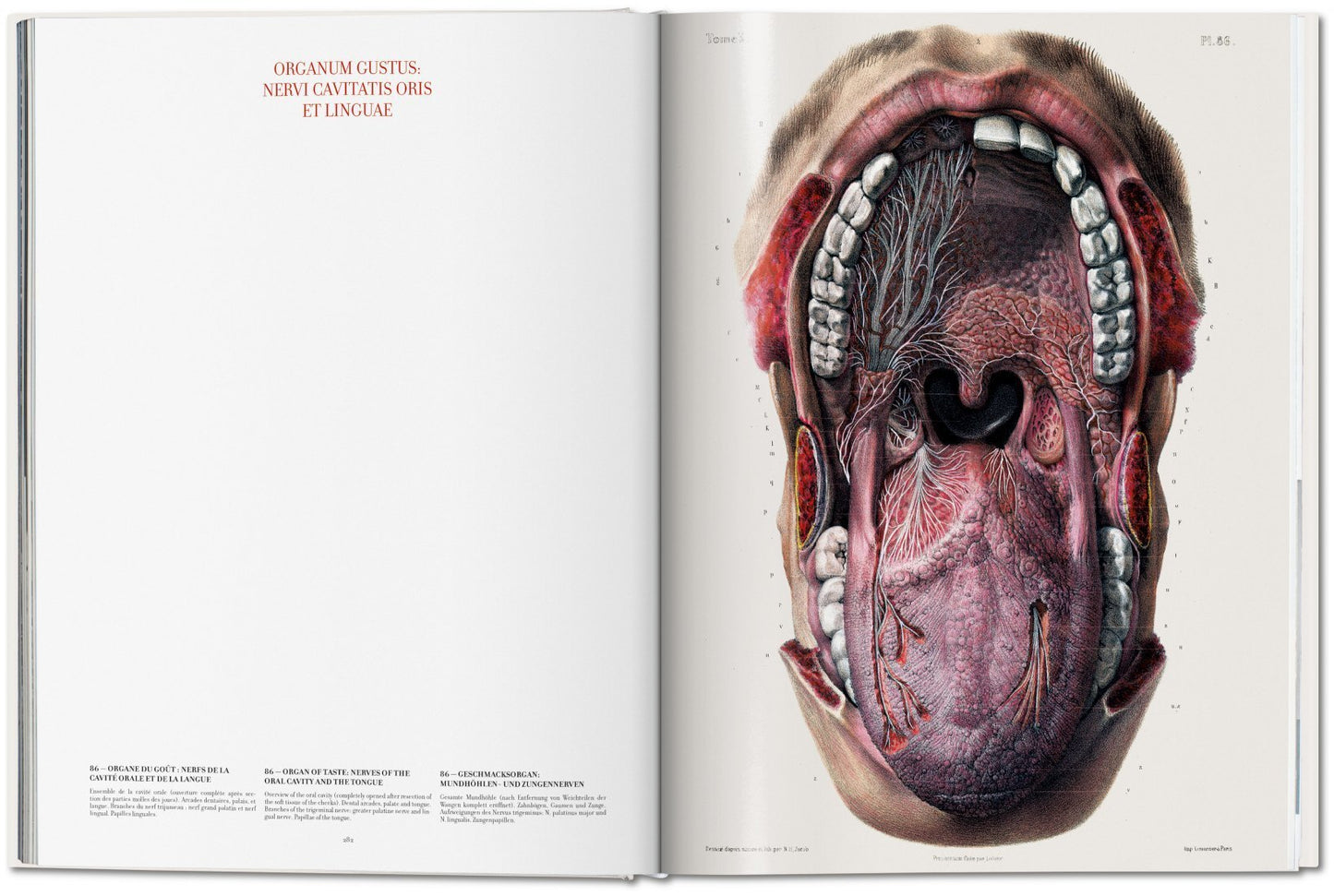 Atlas of Human Anatomi XL