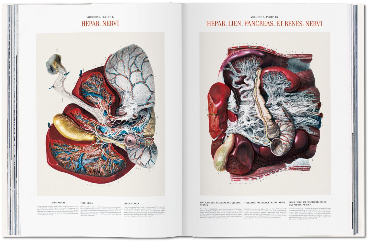 Atlas of Human Anatomi XL