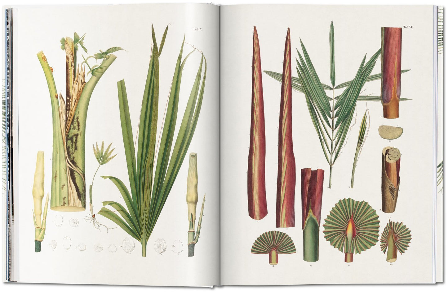 The Book of Palms XL