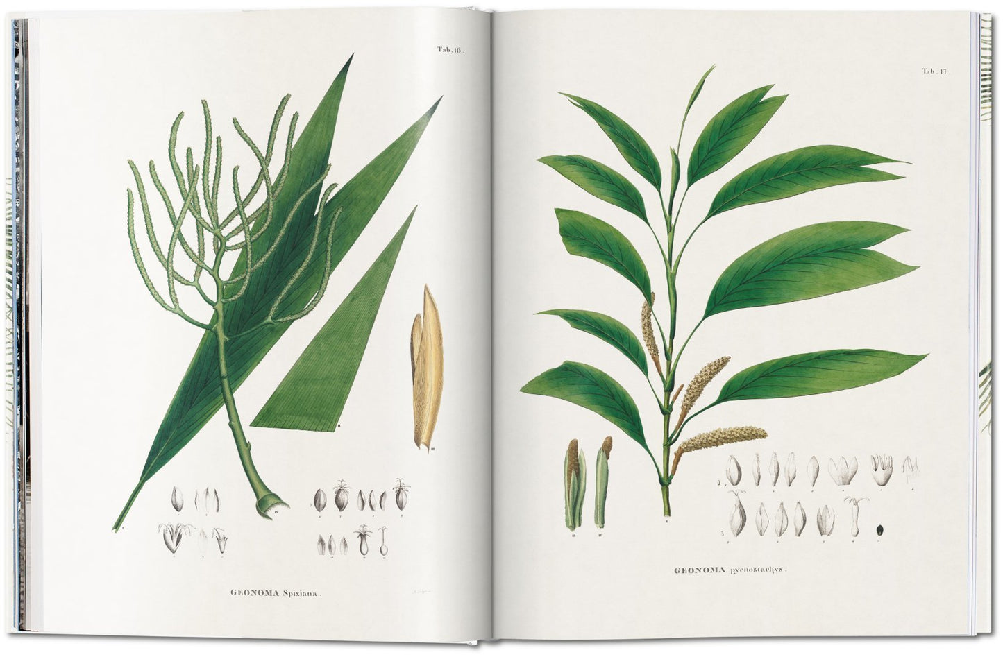 The Book of Palms XL