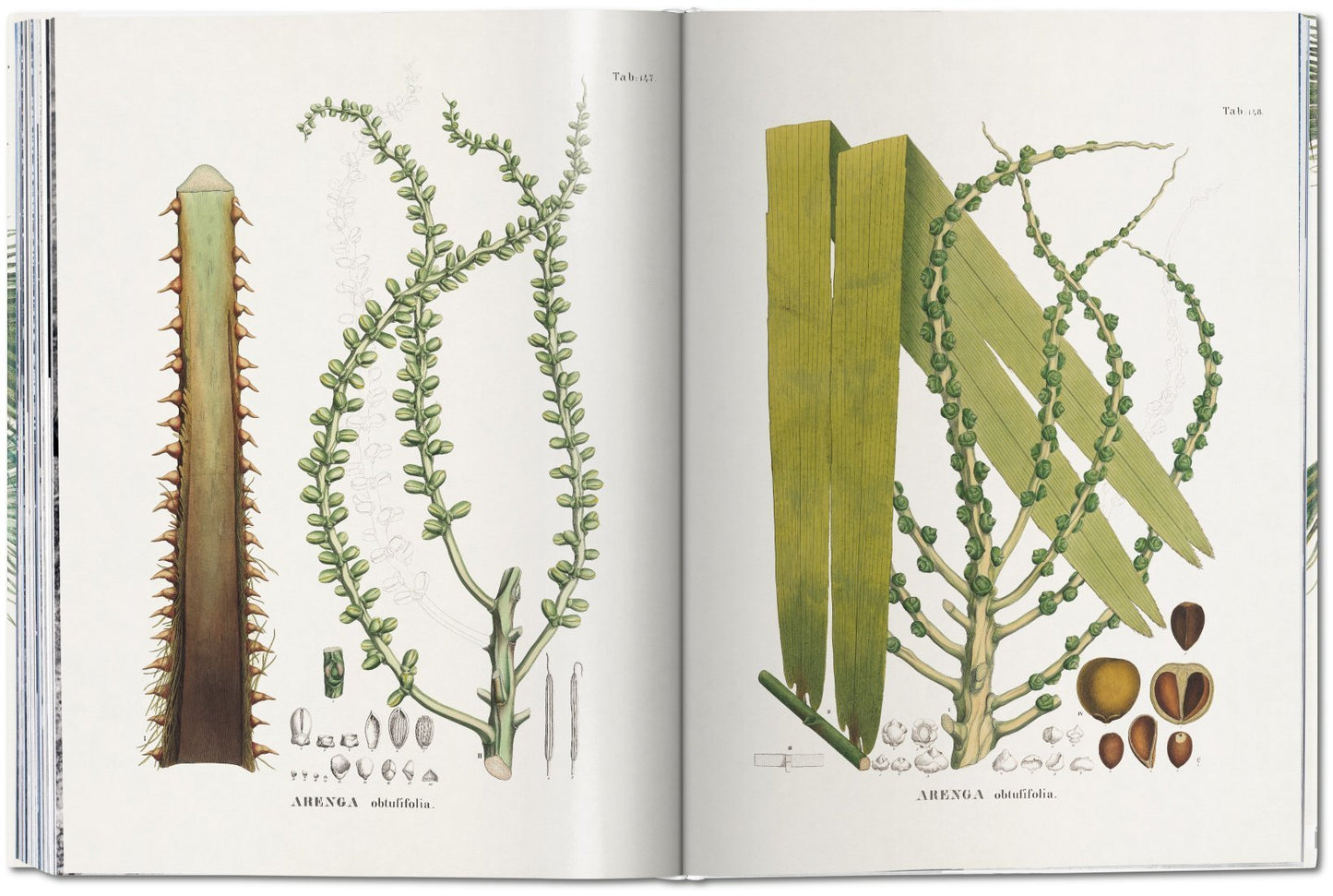 The Book of Palms XL