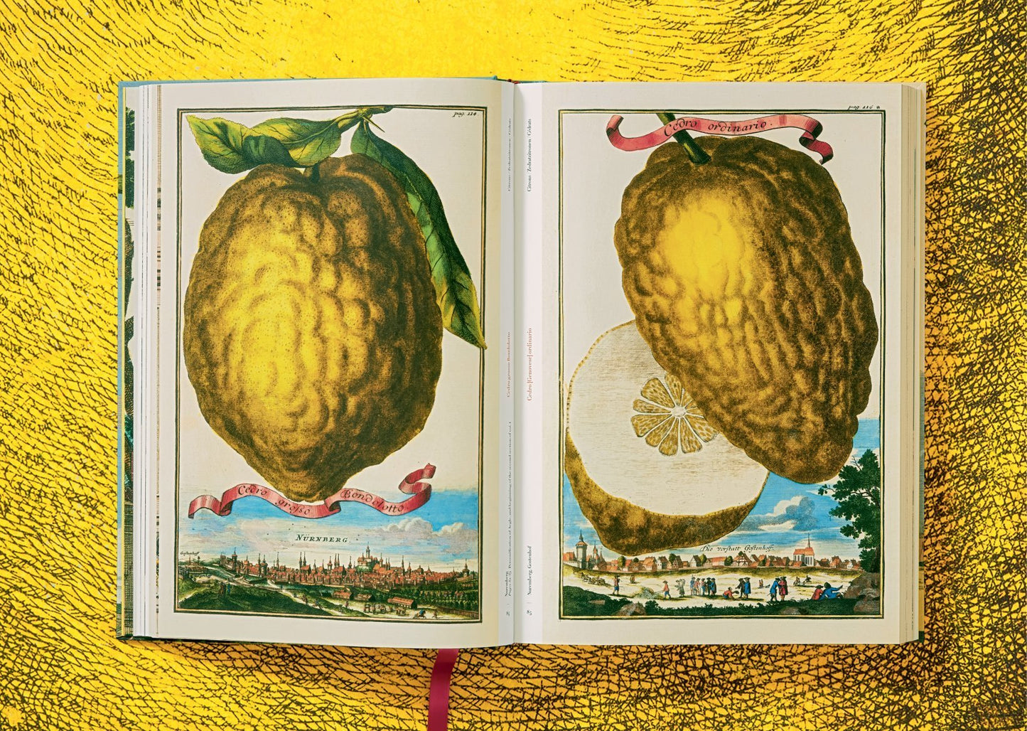 The Book of Citrus Fruits
