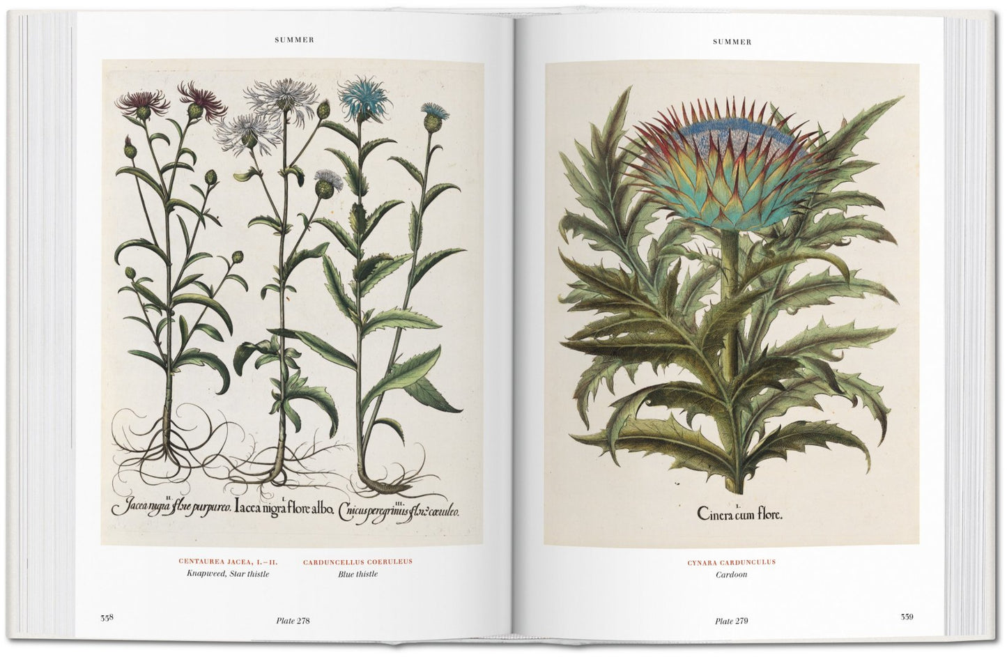 Florilegium. The Book of Plants