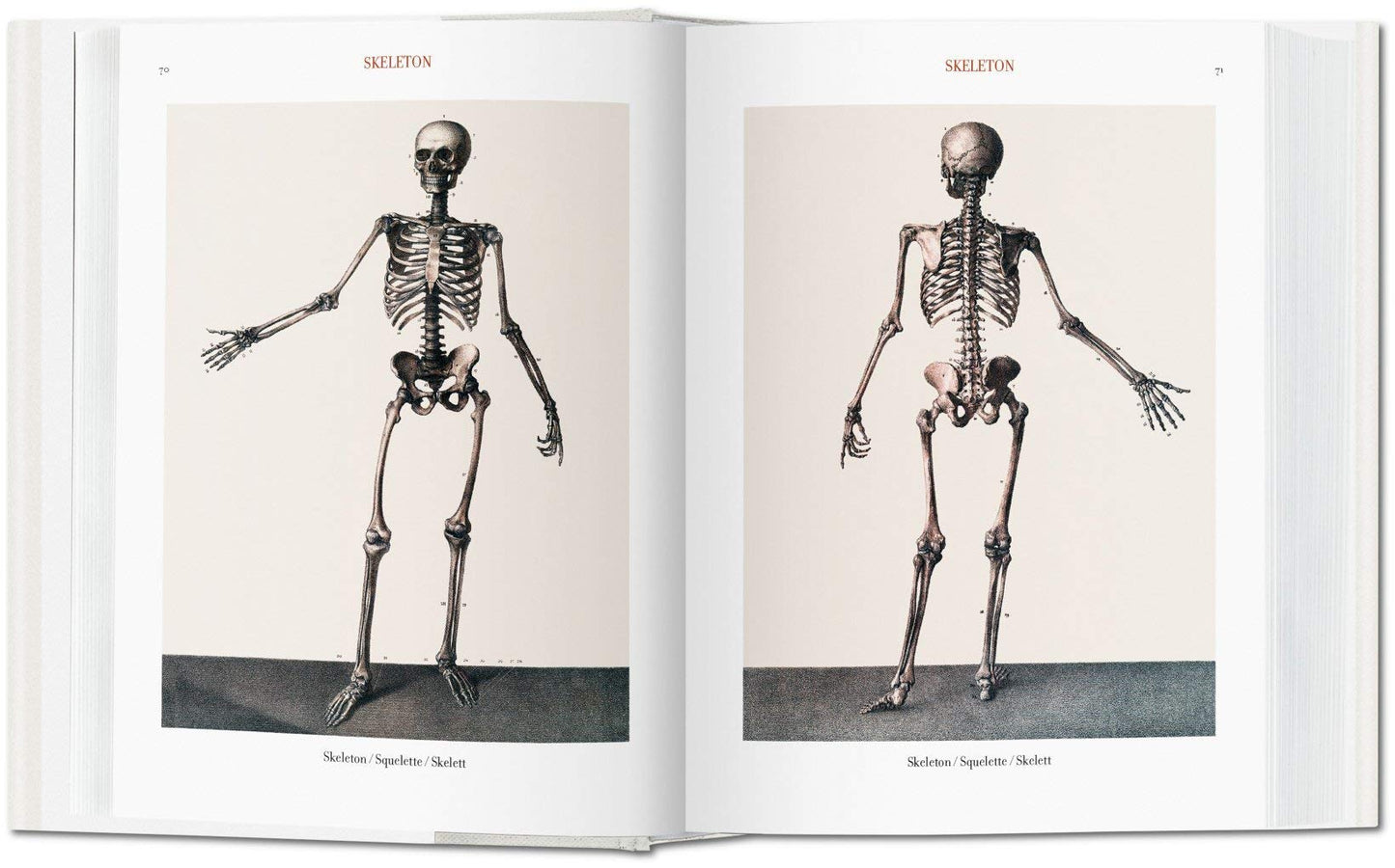 Atlas of Human Anatomy