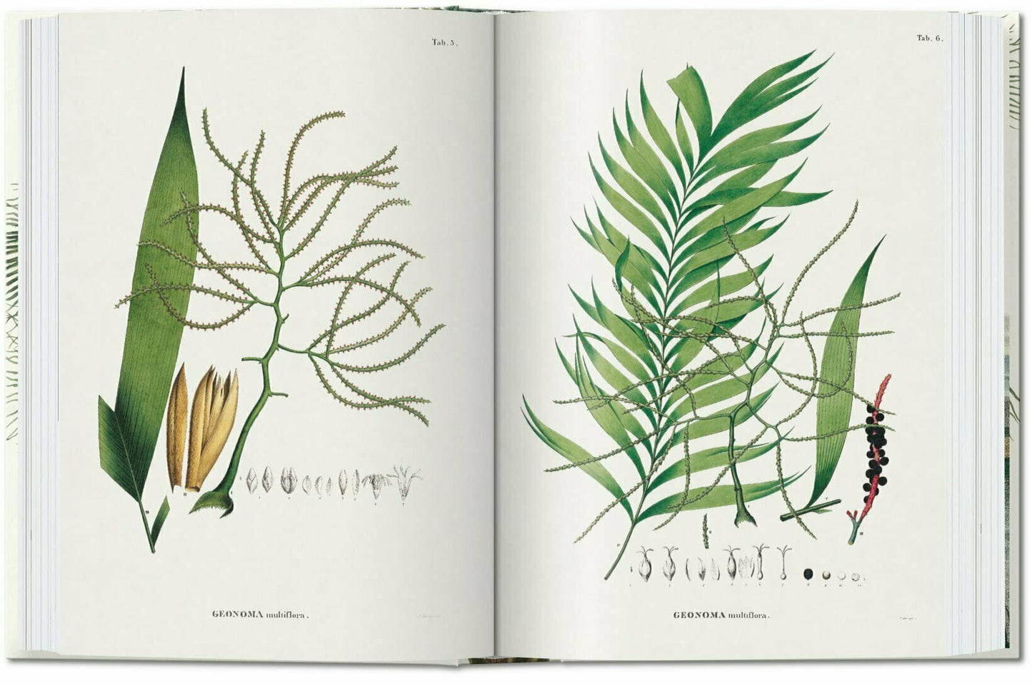 The Book of Palms - 40th Edt.