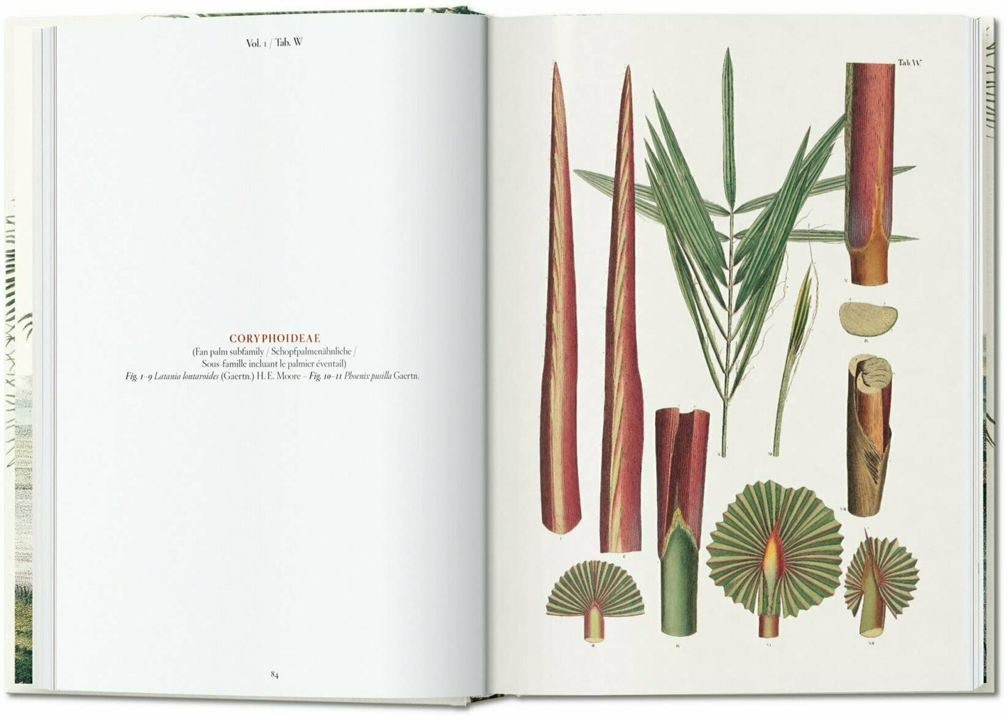 The Book of Palms - 40th Edt.