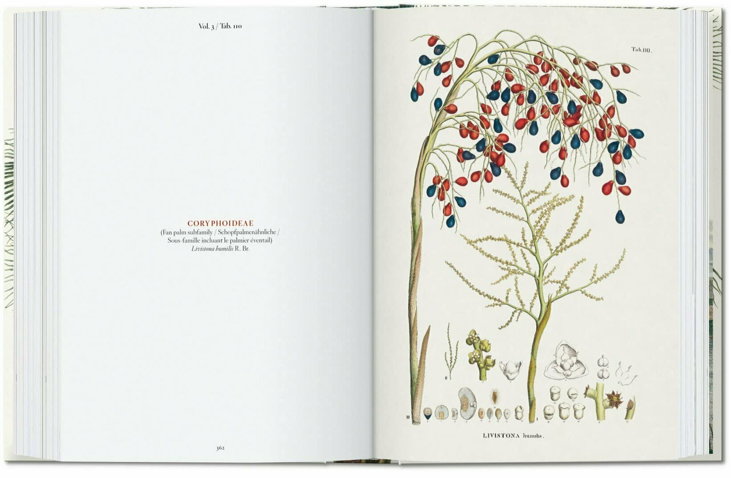 The Book of Palms - 40th Edt.