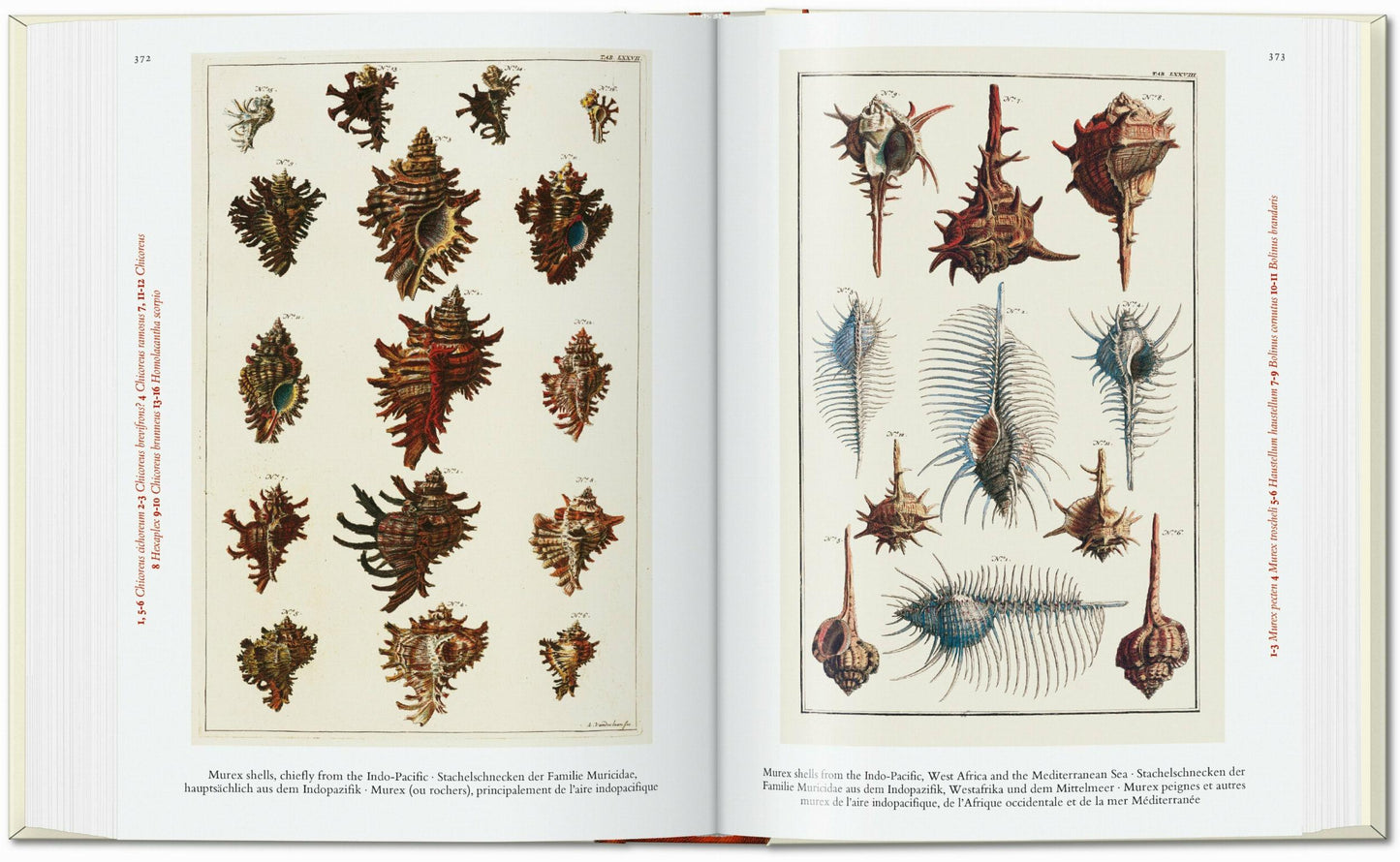 Cabinet of Natural Curiosities. 40th Edt.