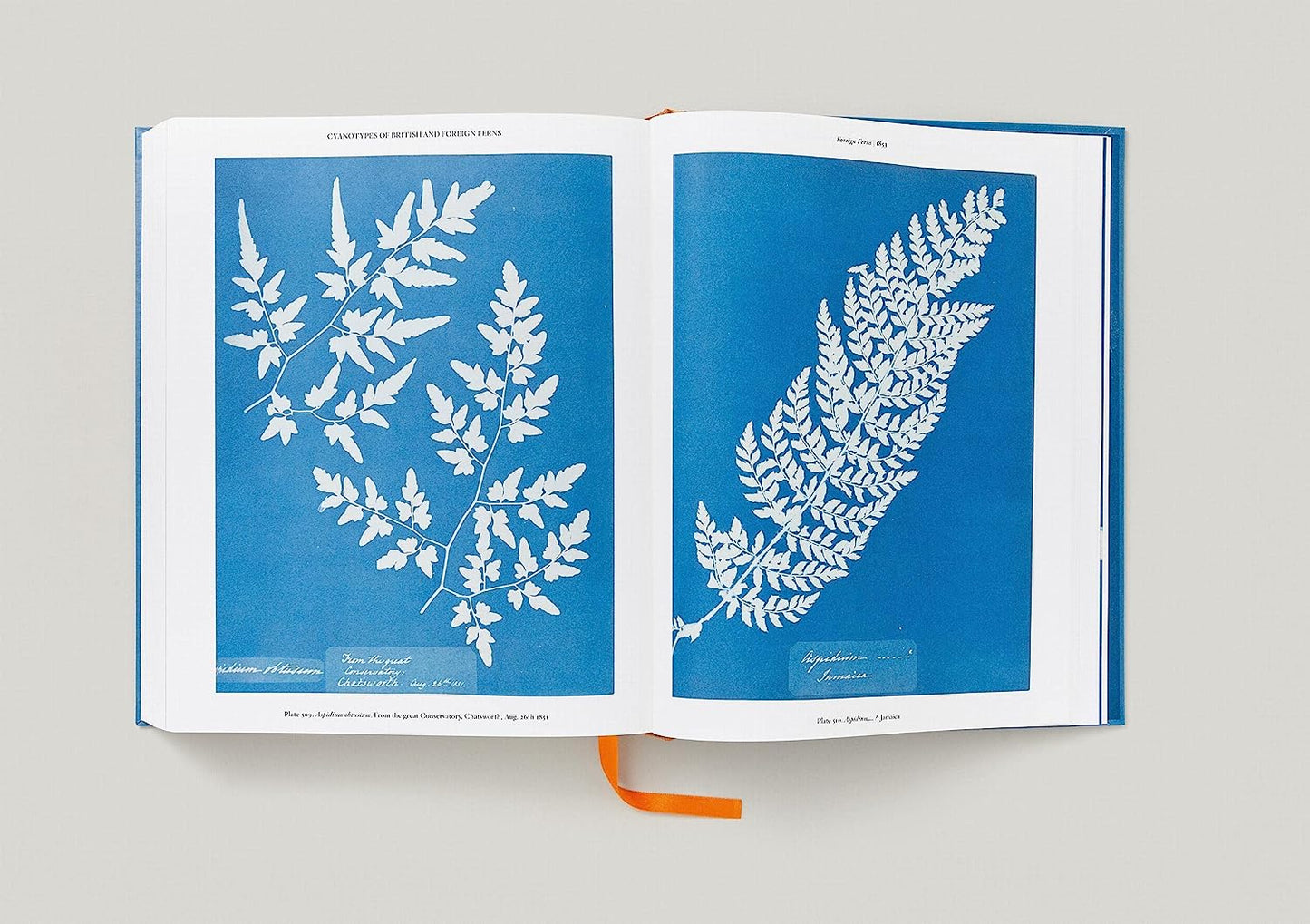Anna Atkins - Cyanotypes