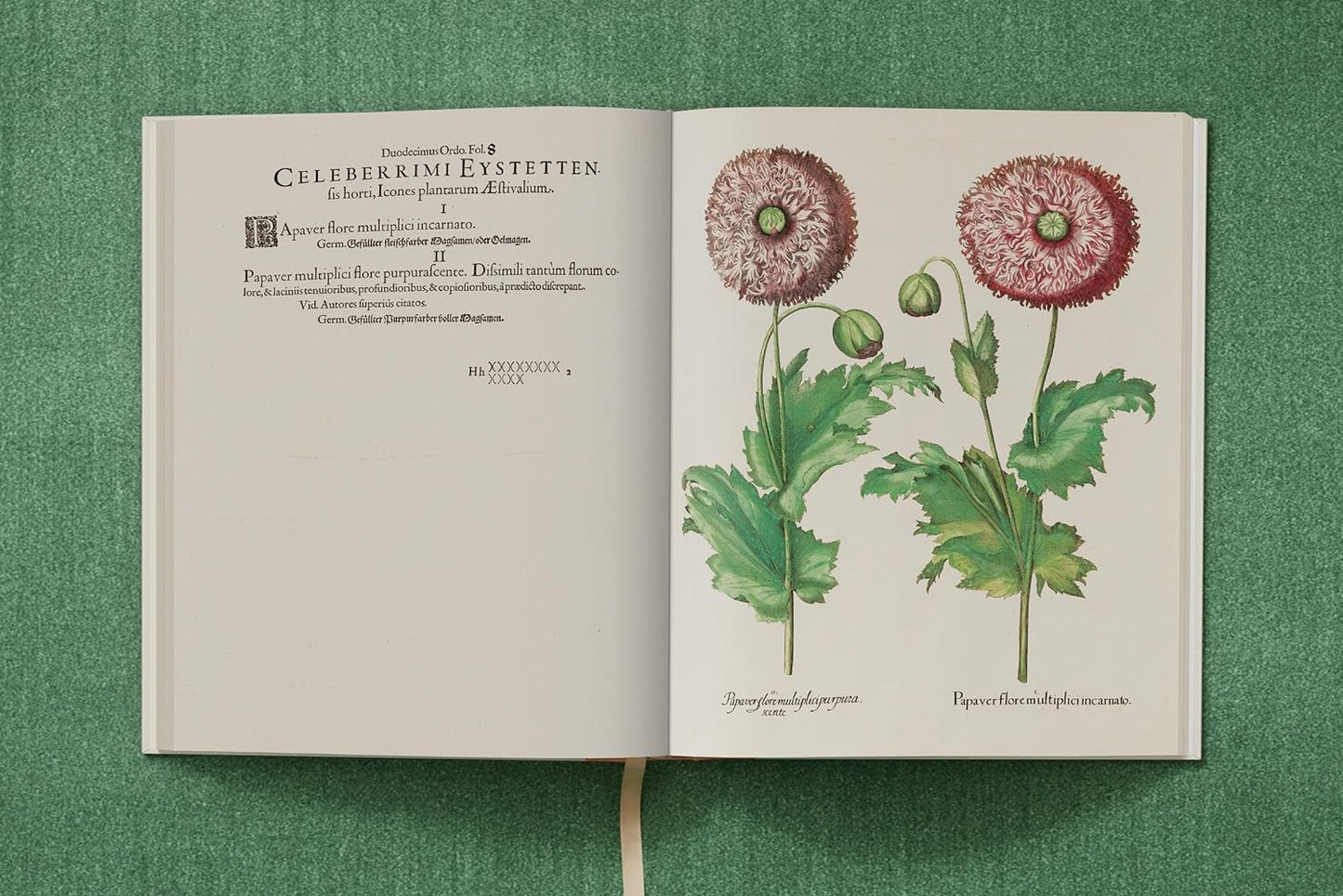 Basilius Besler. The Garden at Eichstätt