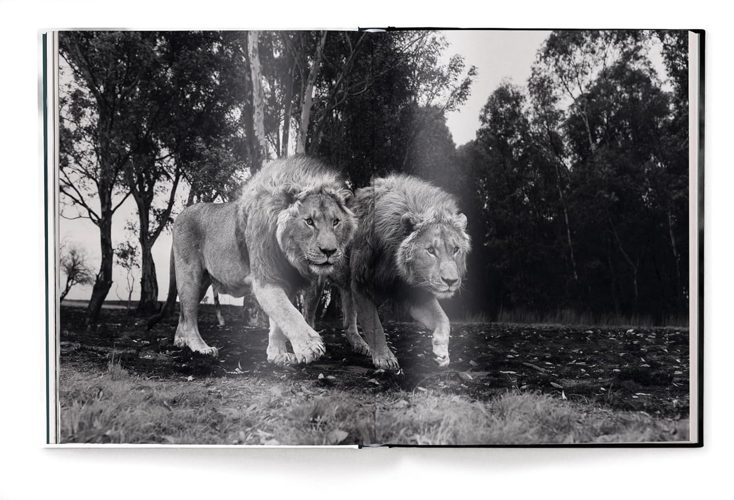 Beusker - Look into my Eyes