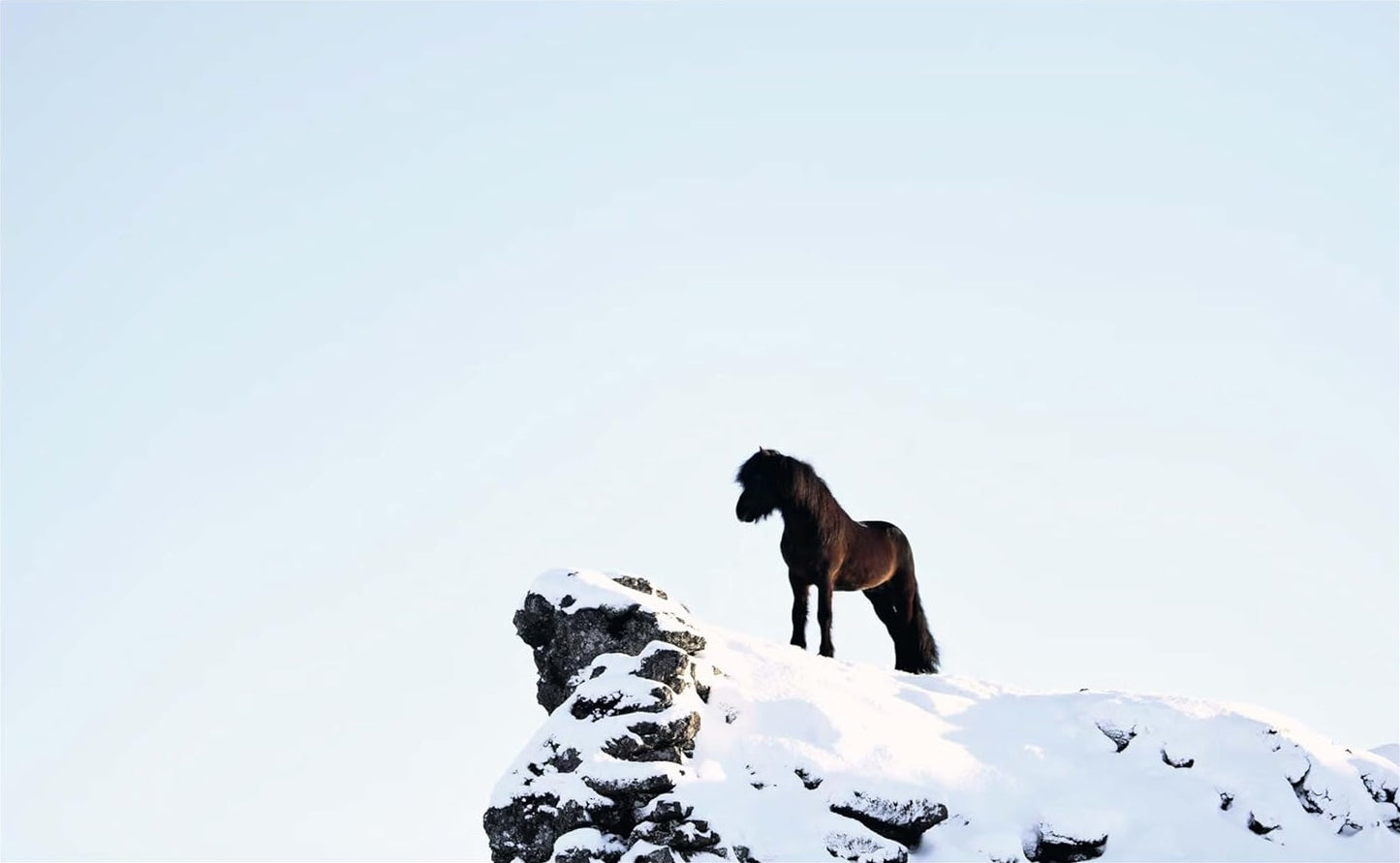 Horses of Iceland