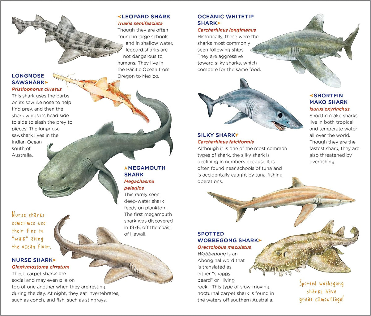 Super, Strong Tattoo Sharks