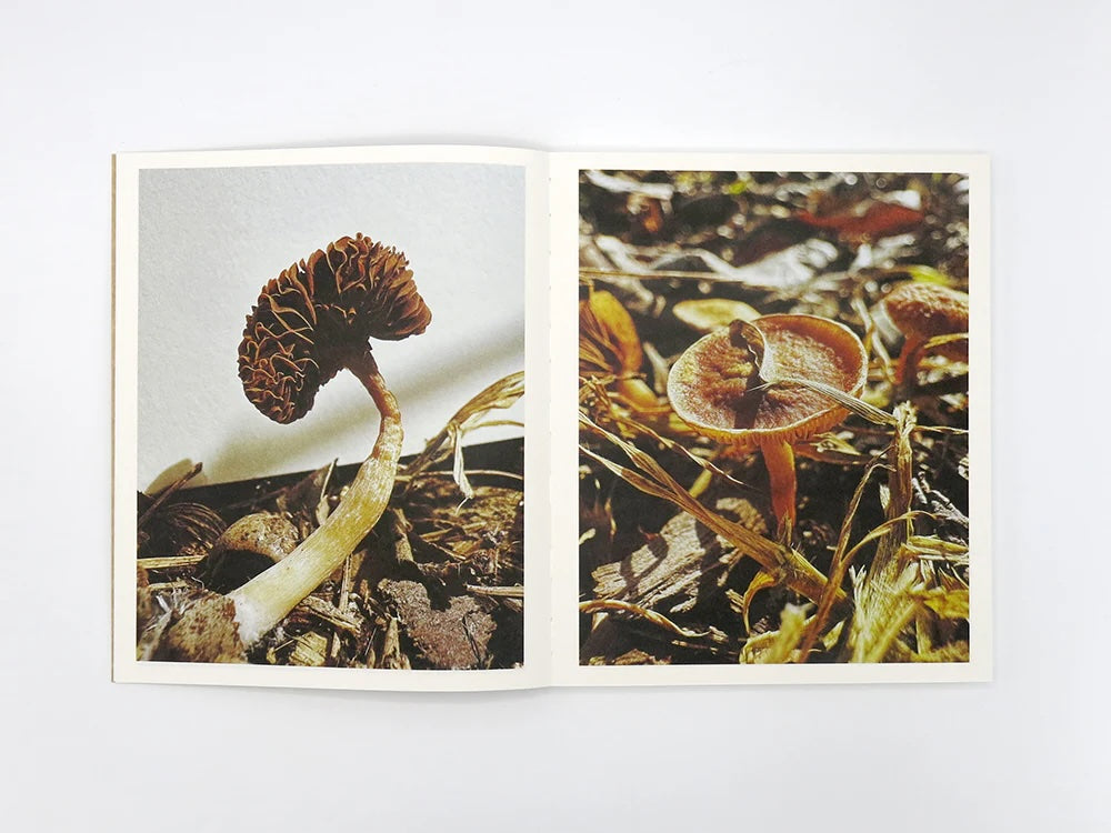 Fruiting Bodies