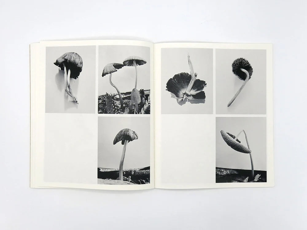 Fruiting Bodies