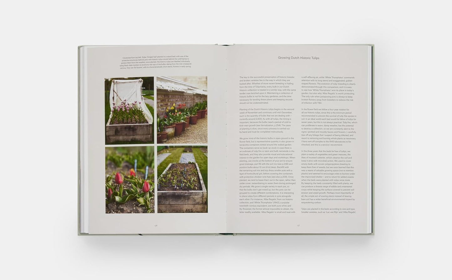The Tulip Garden