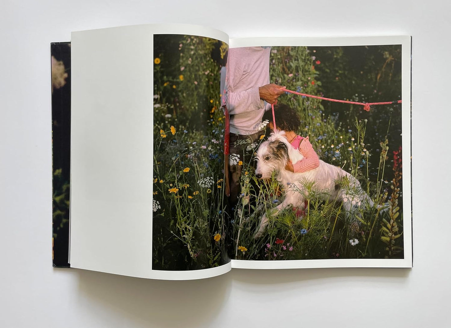 Siân Davey - The Garden