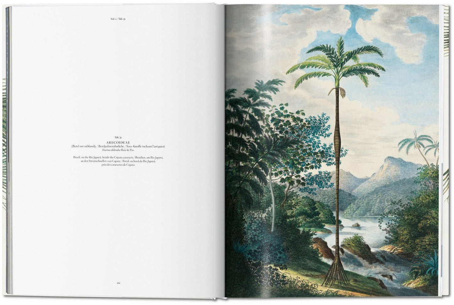The Book of Palms XL
