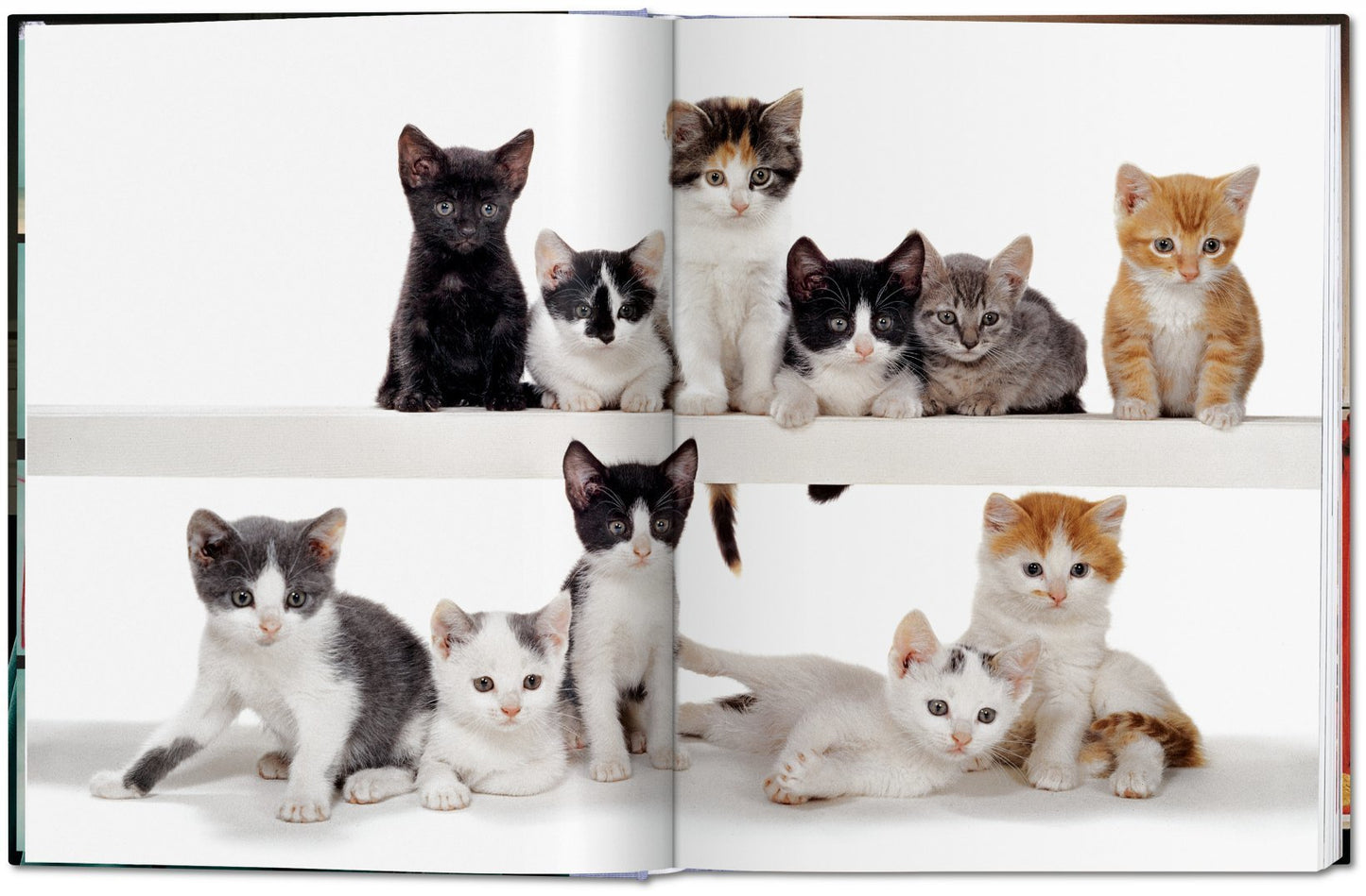 Cats - Photographs 1942–2018