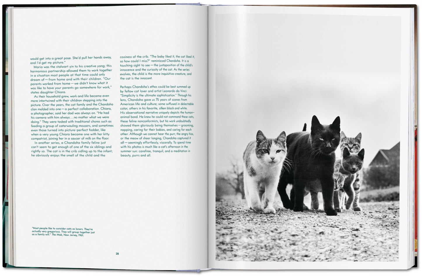 Cats - Photographs 1942–2018