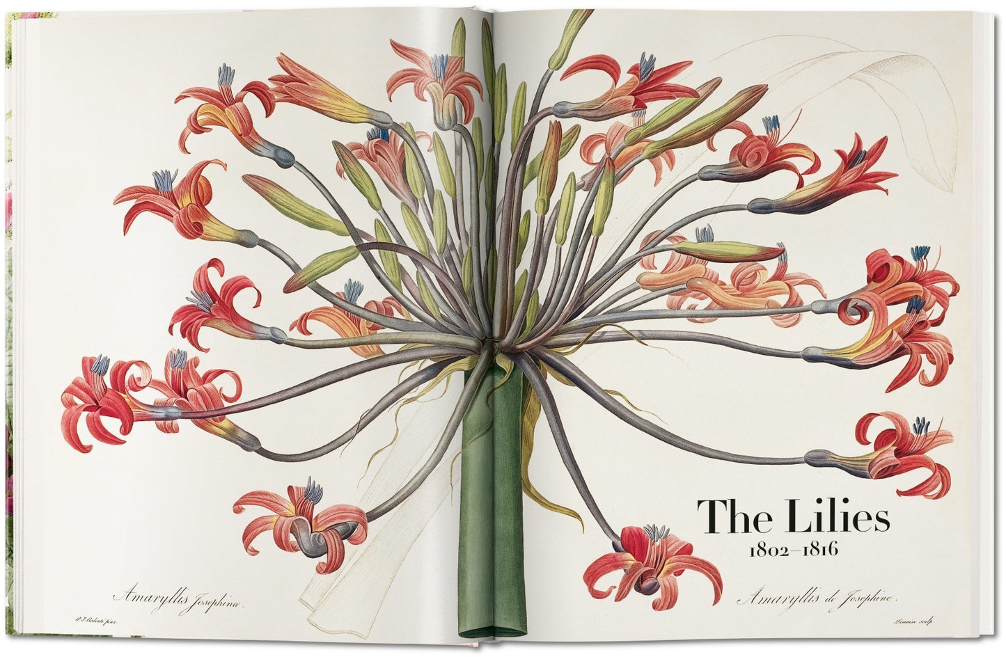 Book of Flowers - Redouté