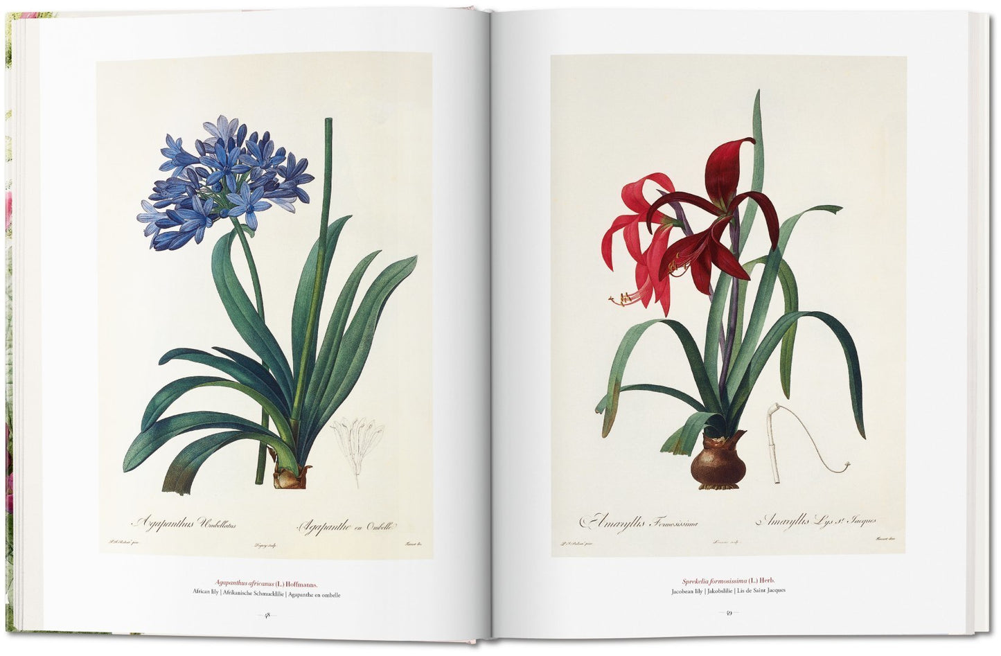 Book of Flowers - Redouté
