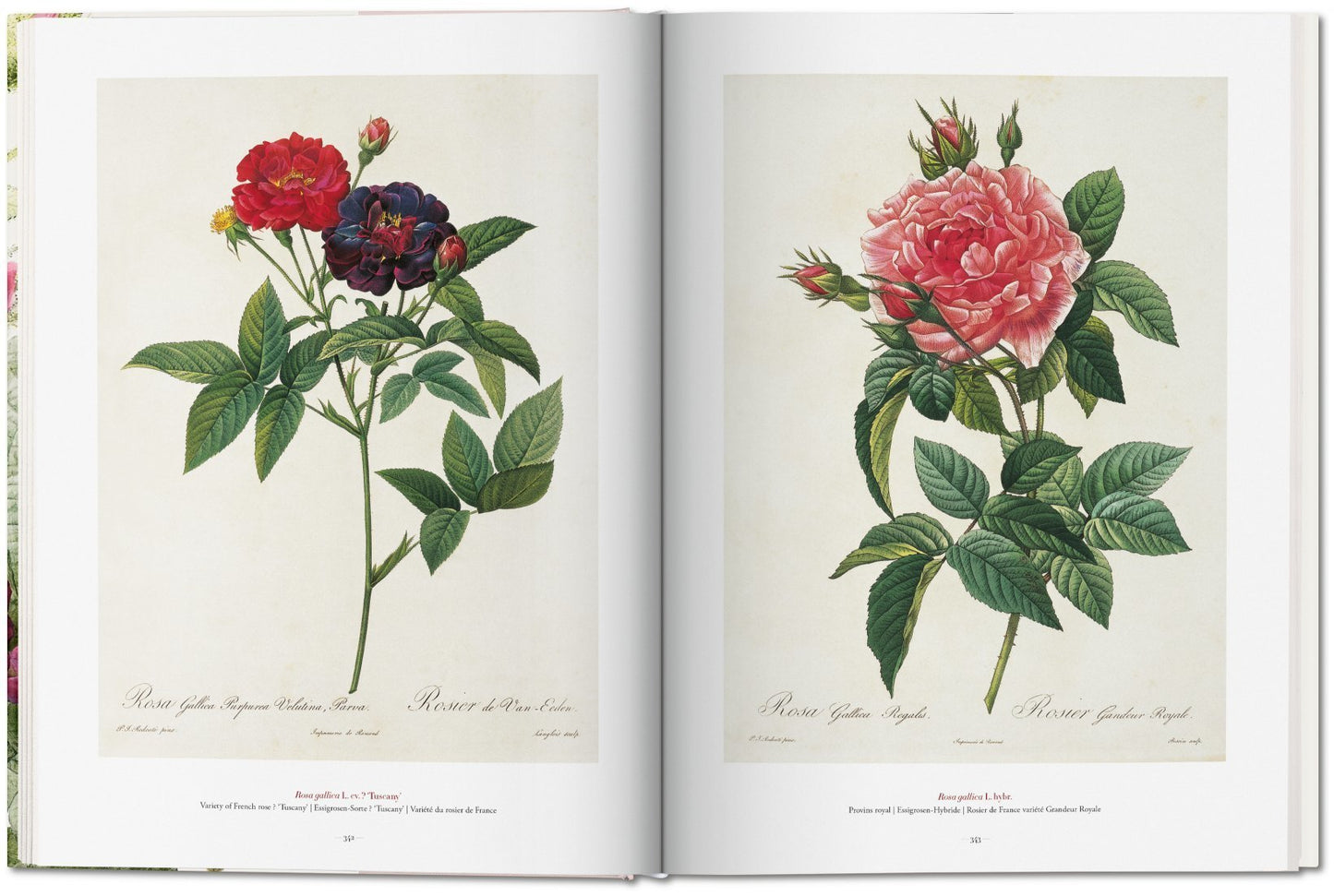 Book of Flowers - Redouté
