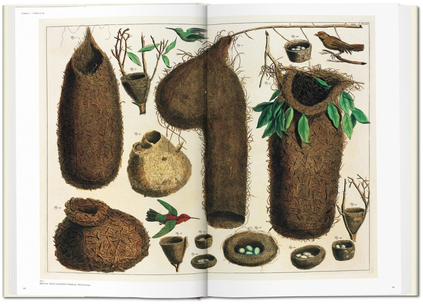 Cabinet of Natural Curiosities