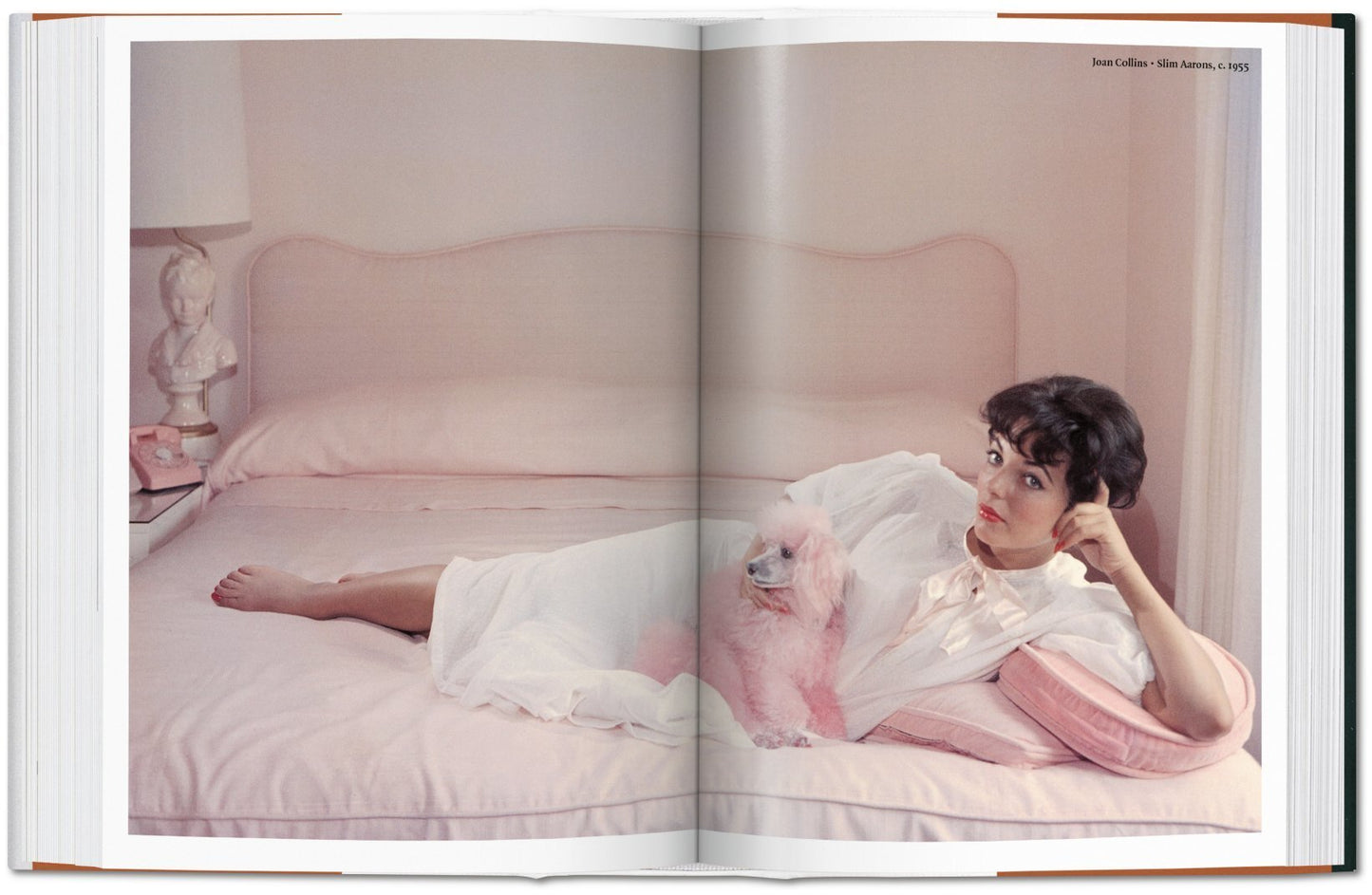 The Dog In Photography