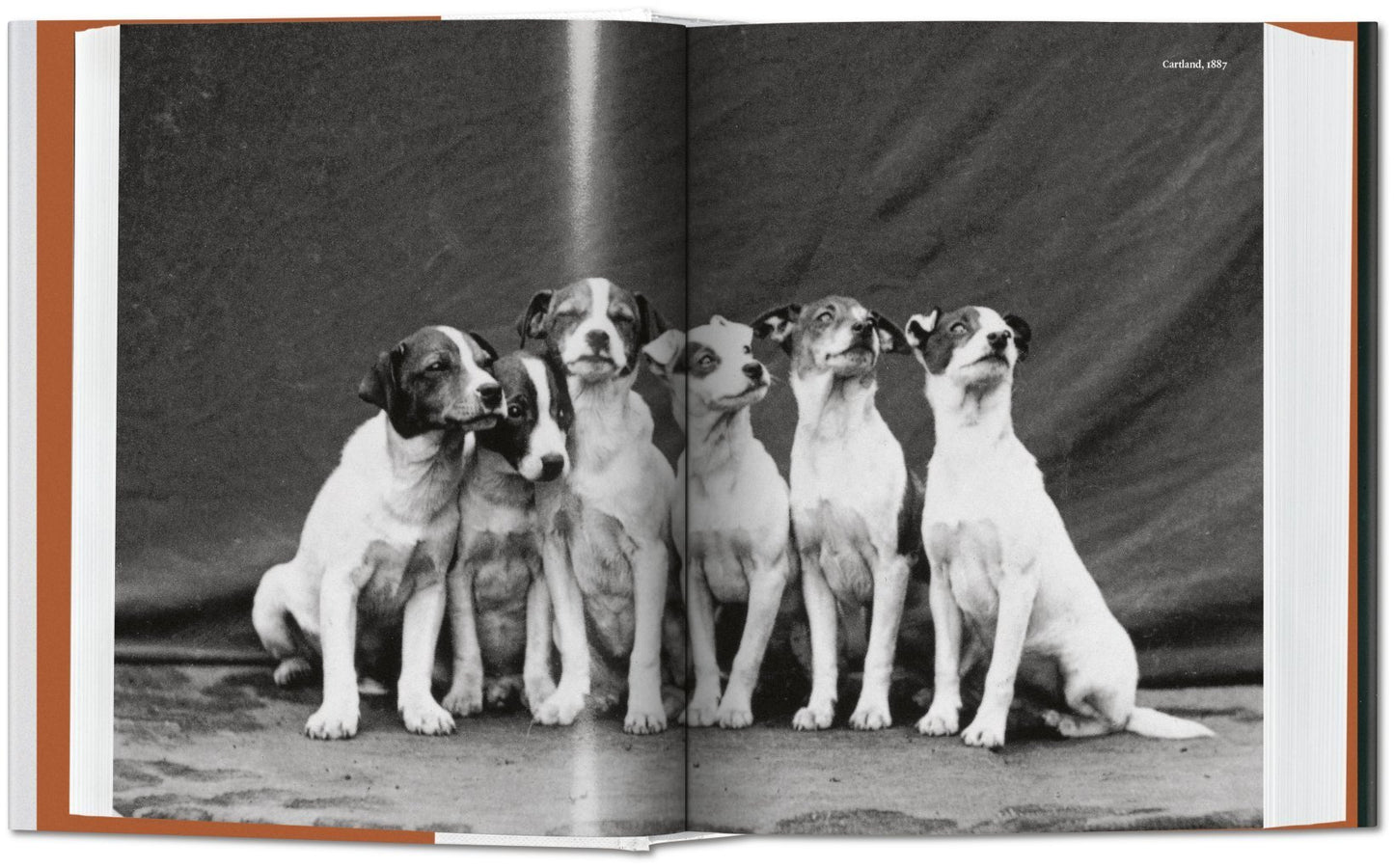 The Dog In Photography