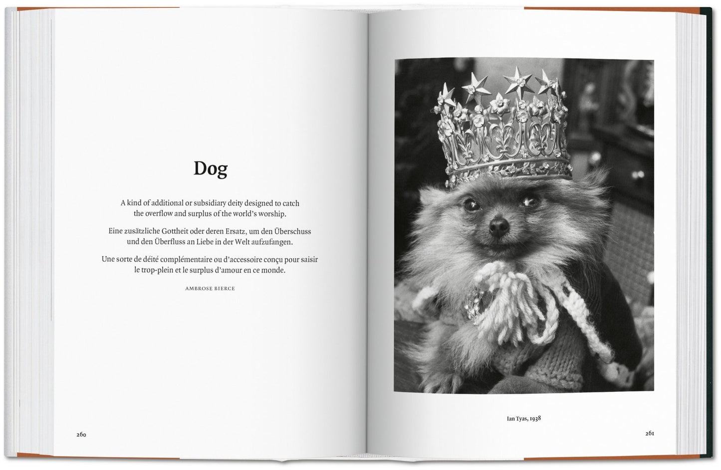 The Dog In Photography