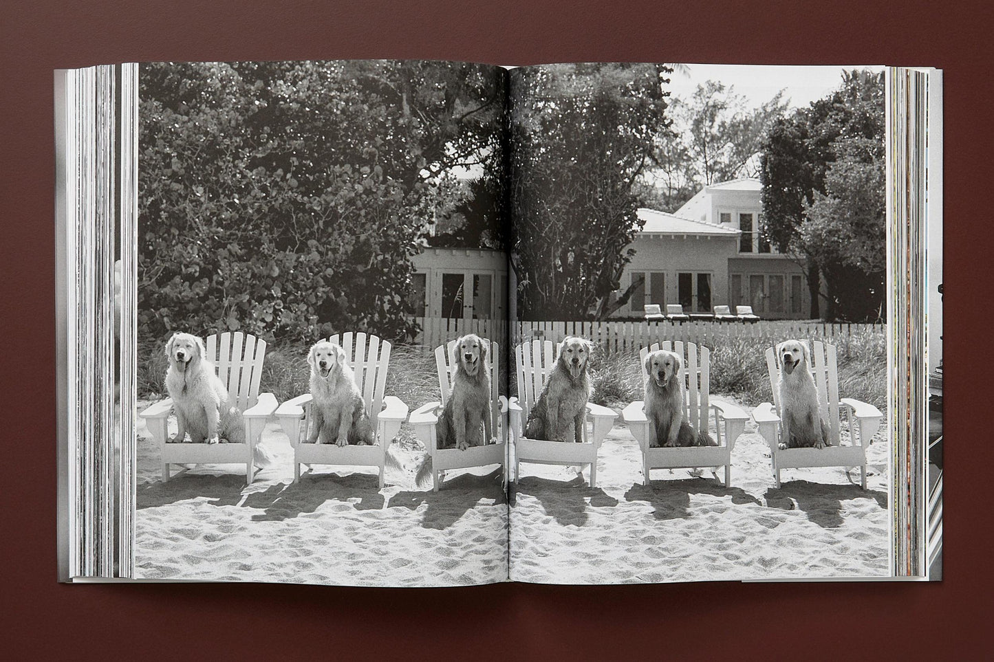 Bruce Weber. The Golden Retriever Photographic Society