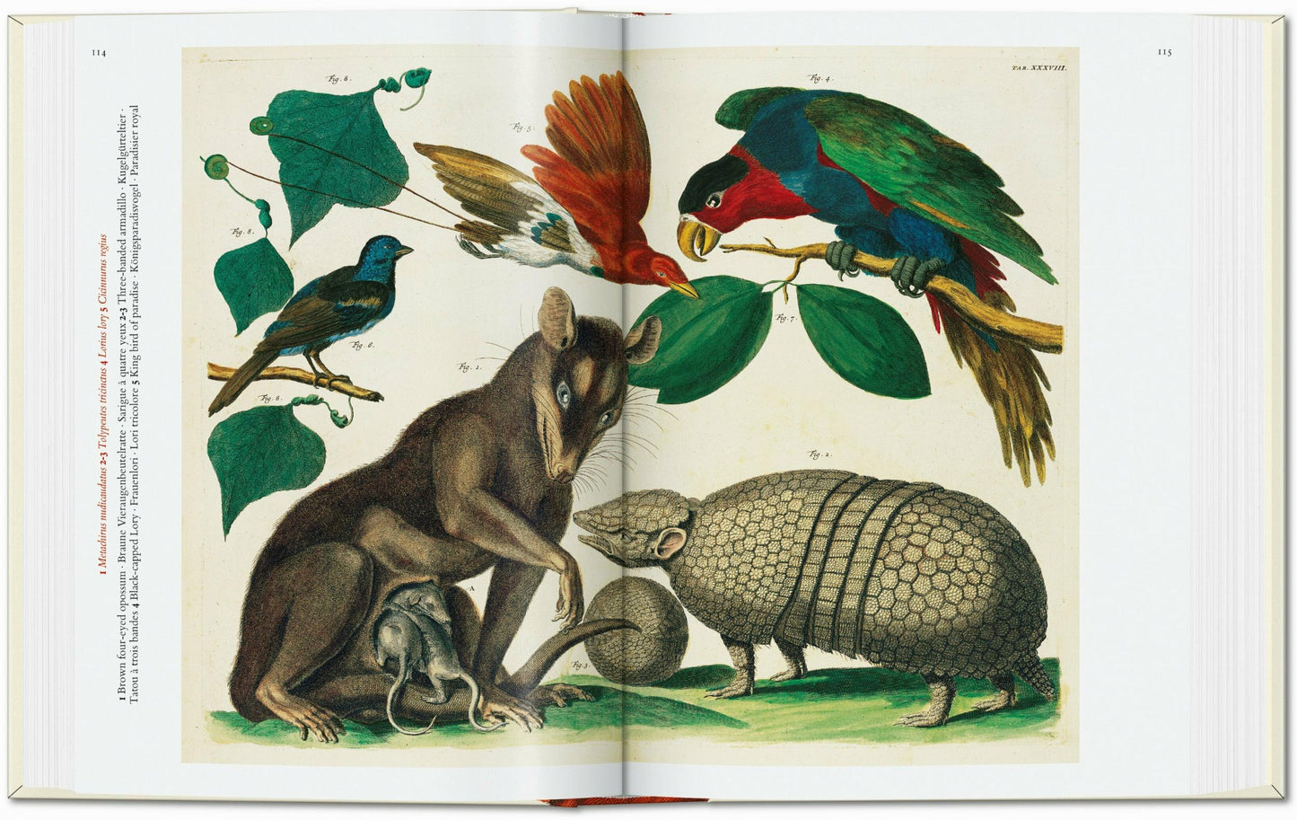 Cabinet of Natural Curiosities. 40th Edt.