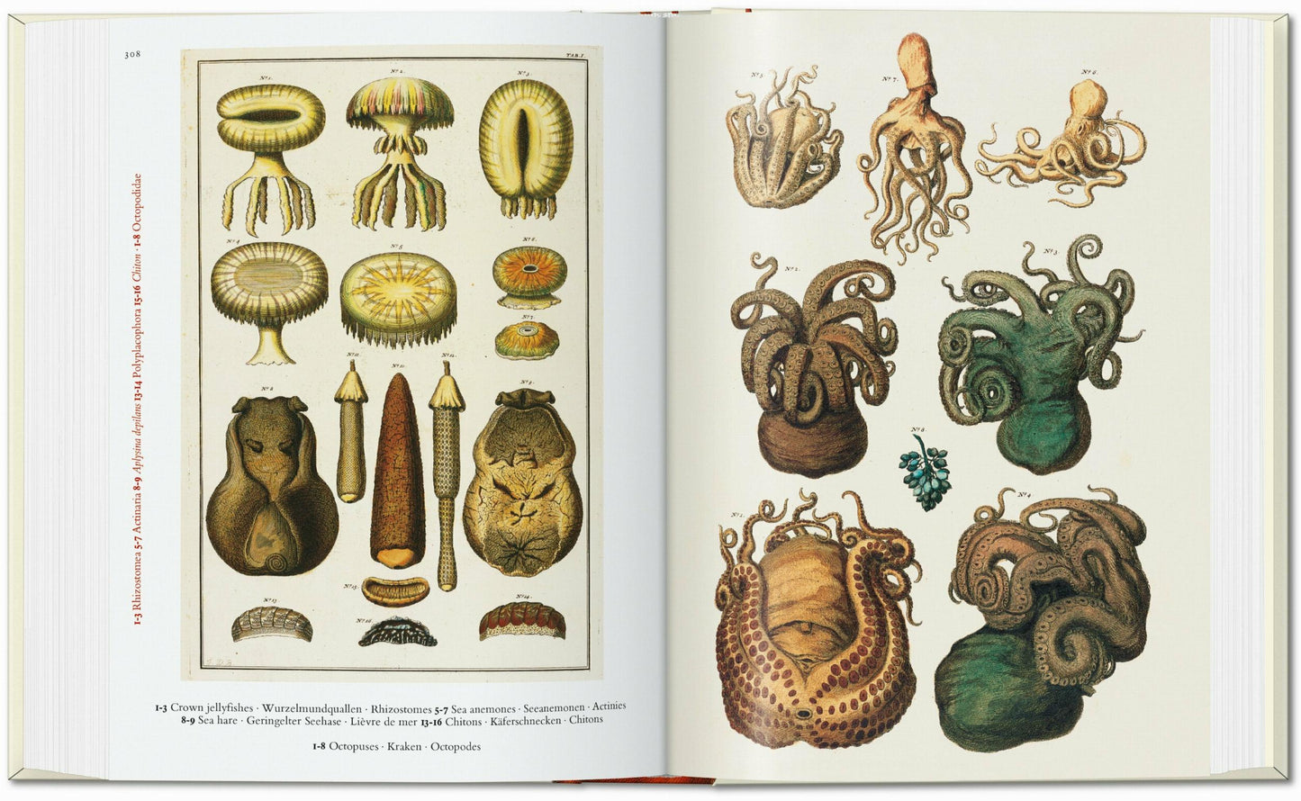 Cabinet of Natural Curiosities. 40th Edt.