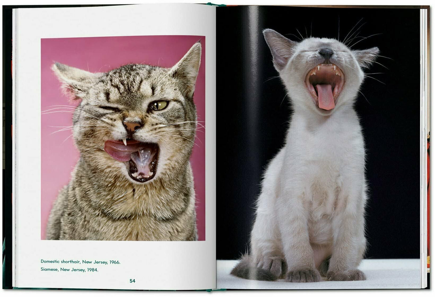 Cats. Walter Chandoha. Photographs 1942–2018 - Small
