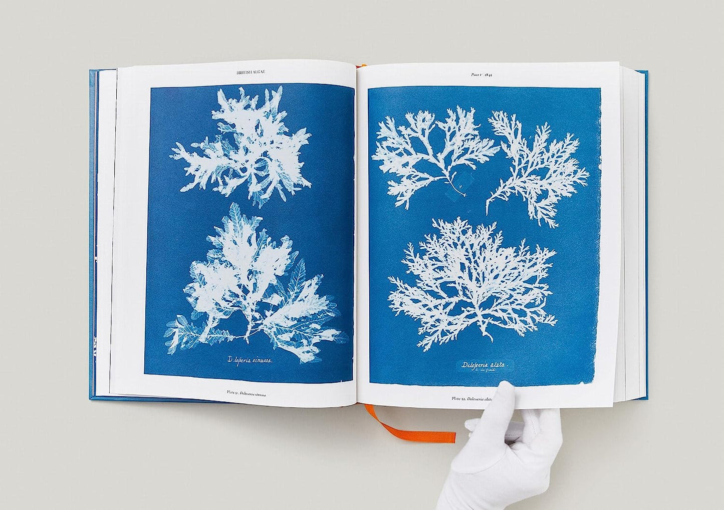 Anna Atkins - Cyanotypes