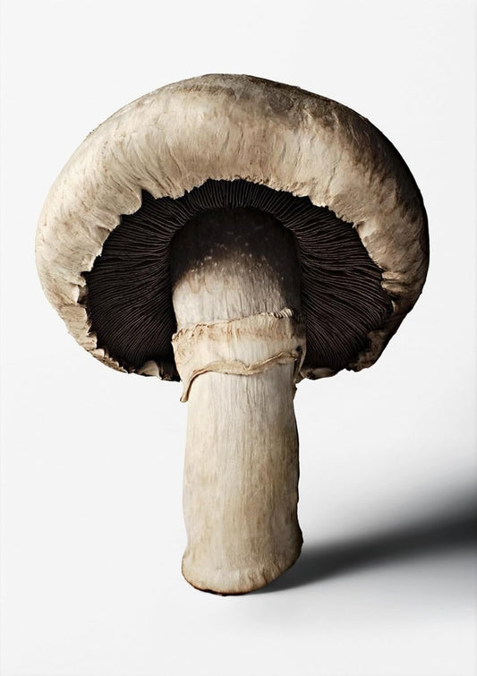 The Gourmand's Mushroom. A Collection of Stories & Recipes